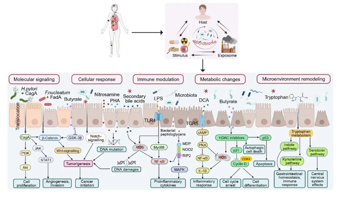 Gut microbiota in cancer: From molecular mechanisms to precision medicine applications