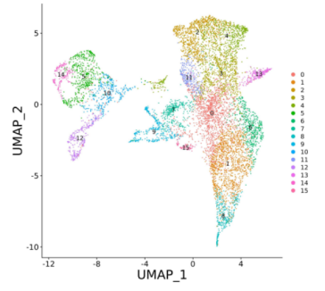 UMAP plot after clustering